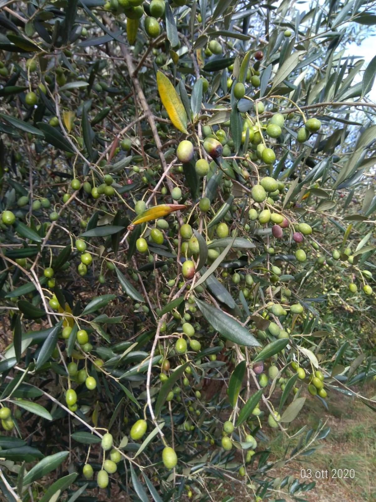 Agriturismo Caruggiu Di Via Vecchia اوركو فيغلينو المظهر الخارجي الصورة
